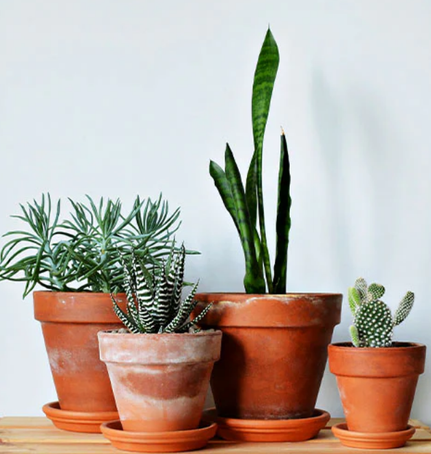Terracotta pots